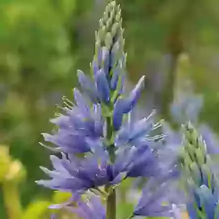 Camassia